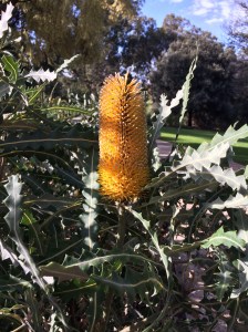 Banksia